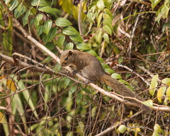 Callosciurus pygerythrus