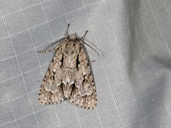 Acronicta hasta