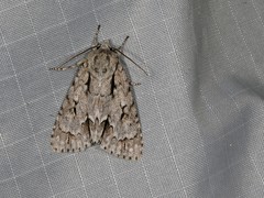 Acronicta hasta