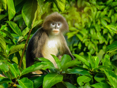 Trachypithecus phayrei