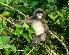 Trachypithecus phayrei
