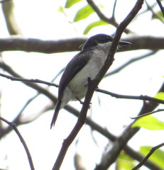 Hemipus hirundinaceus