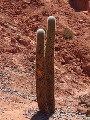 Trichocereus atacamensis