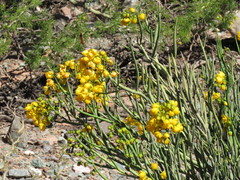 Senna crassiramea