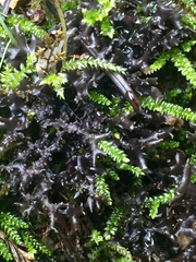 Scytinium palmatum