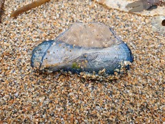 Velella velella image