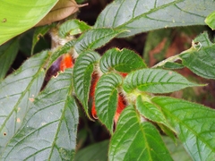 Columnea purpurata