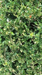 Buxus sempervirens