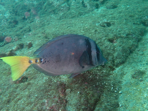 Surgeonfish