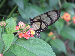 Methona confusa psamathe