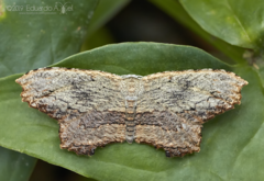 Schidax squamaria