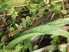 Liolaemus cyanogaster