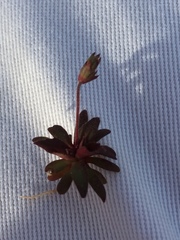 Androsace occidentalis