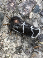 Hemileuca tricolor