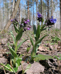Pulmonaria angustifolia