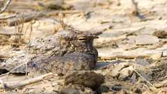 Caprimulgus mahrattensis