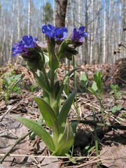 Pulmonaria angustifolia