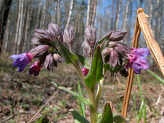 Pulmonaria angustifolia