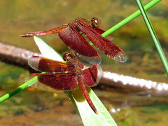 Neurothemis fluctuans