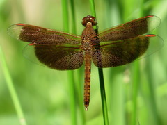 Neurothemis fluctuans