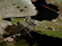 Orthetrum sabina