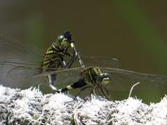 Orthetrum sabina
