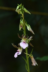 Eulophia guineensis image