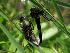 Orthetrum sabina