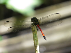 Agrionoptera insignis