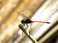 Agrionoptera insignis