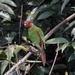 Rose-fronted Parakeet - Photo (c) shrike2, some rights reserved (CC BY-NC-SA), uploaded by shrike2