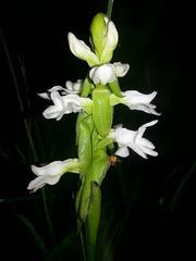 Satyrium carsonii