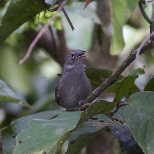 Gray Wren