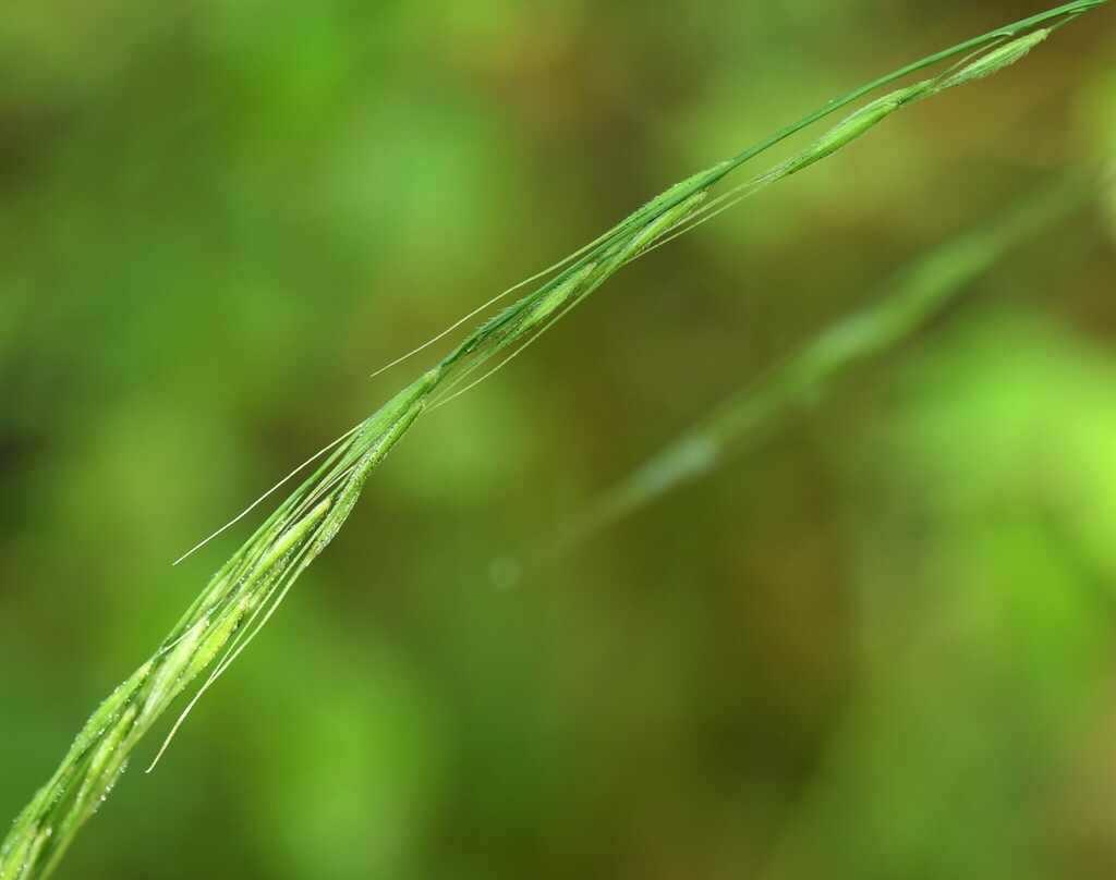 Long-awned Wood Grass from Washington County, AR, USA on August 6, 2023 ...