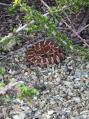 Crotalus oreganus
