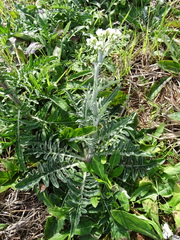 Hymenopappus artemisiifolius