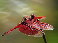 Neurothemis fluctuans