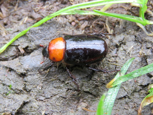 Ancognatha erythrodera