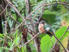 Microstilbon burmeisteri