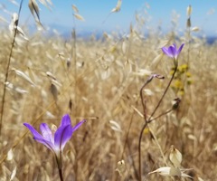 Brodiaea santarosae