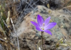 Brodiaea santarosae