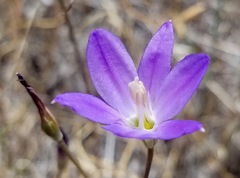 Brodiaea santarosae