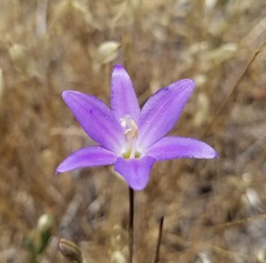 Brodiaea santarosae