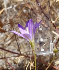 Brodiaea santarosae