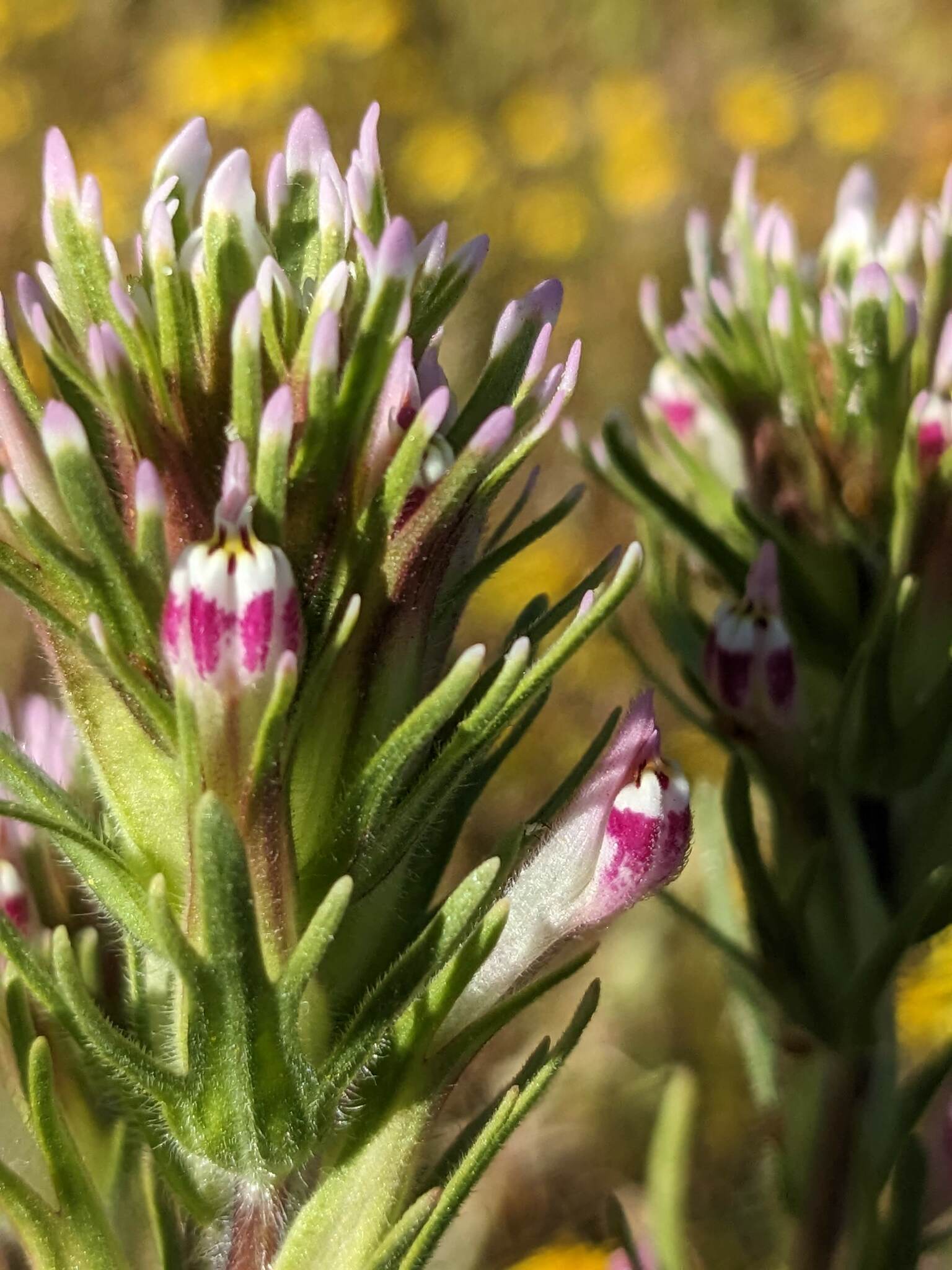 Castilleja brevistyla