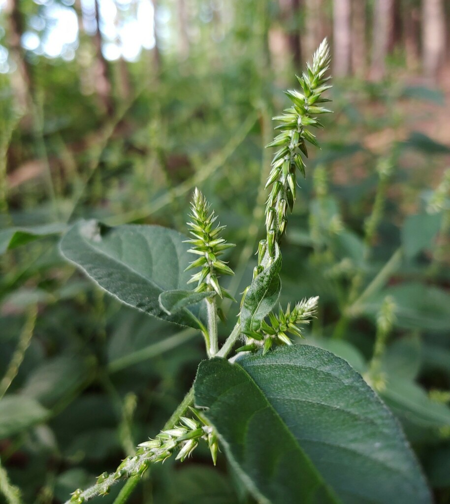 Japanese Chaff Flower from Mountain Park, GA, USA on July 30, 2023 at ...