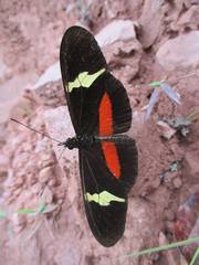 Heliconius clysonymus clysonymus