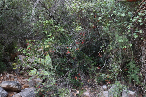 Image of Lauridia reticulata by (c) Tony Rebelo, some rights reserved (CC BY-SA)