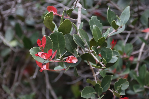 Image of Lauridia reticulata by (c) Tony Rebelo, some rights reserved (CC BY-SA)