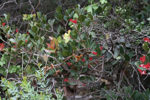 Image of Lauridia reticulata by (c) Tony Rebelo, some rights reserved (CC BY-SA)
